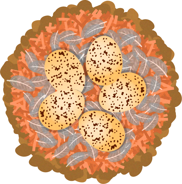 ツバメの巣と卵のイラスト ツバメ 鳥 素材のプチッチ