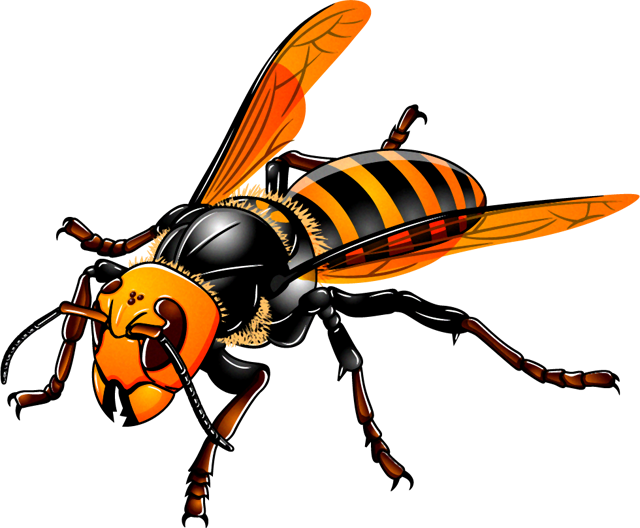 スズメバチのイラスト 蜂 昆虫 素材のプチッチ