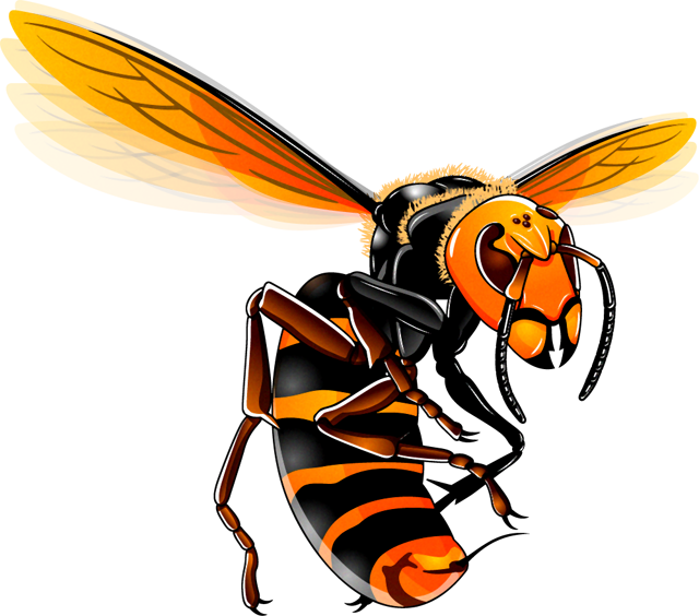 スズメバチのイラスト 威嚇 蜂 昆虫 素材のプチッチ