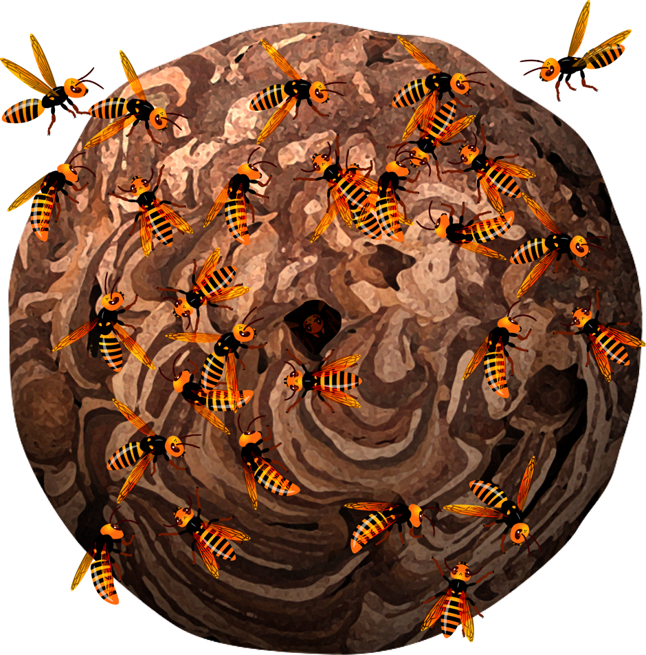 スズメバチの巣イラスト/危険