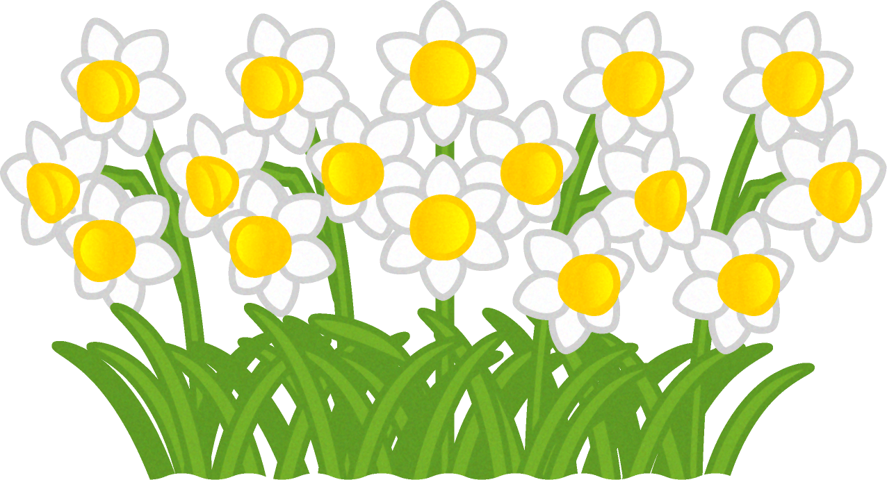 スイセンの花群生イラスト 4月 季節 素材のプチッチ