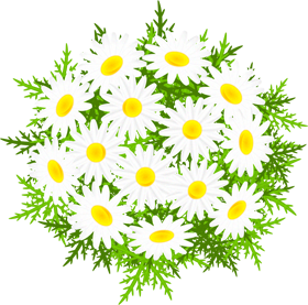 マーガレットの花イラスト 上 5月 季節 素材のプチッチ
