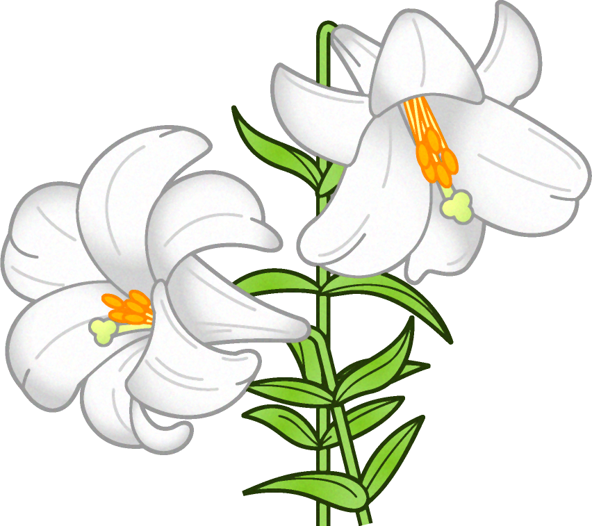 百合の花イラスト 白色 5月 季節 素材のプチッチ