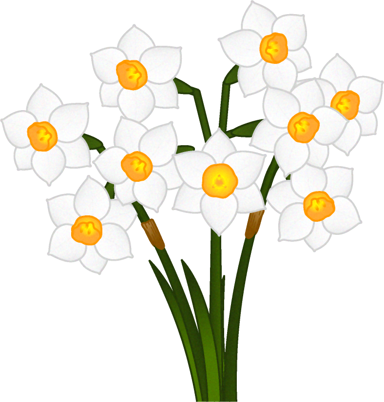 水仙の花イラスト 白色 5月 季節 かわいいフリー素材 素材のプチッチ