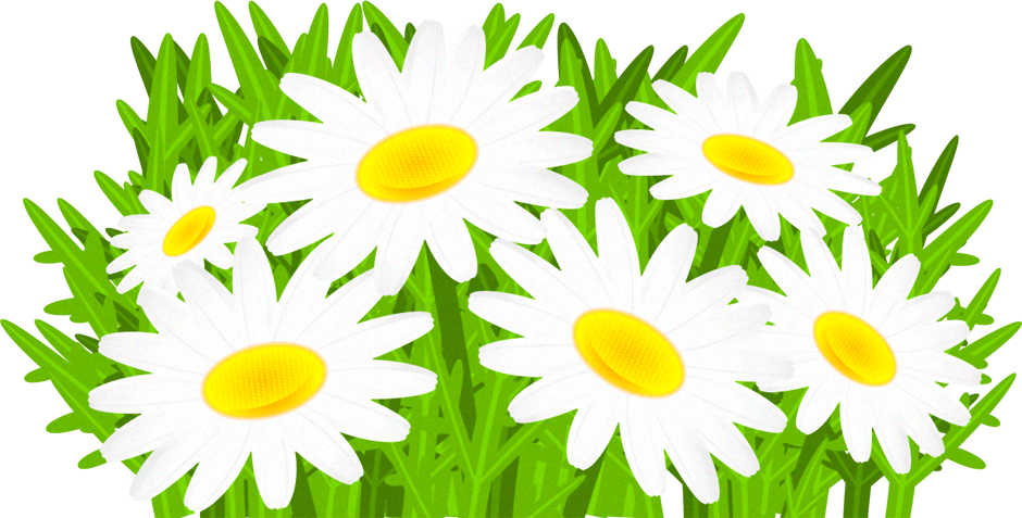 マーガレットの花イラスト｜5月｜季節｜かわいいフリー素材、素材のプチッチ