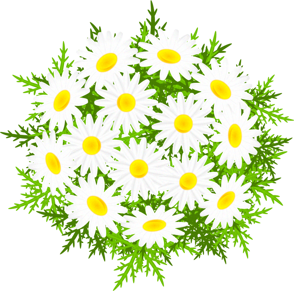 マーガレットの花イラスト 上 5月 季節 素材のプチッチ