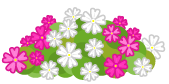 芝桜の花