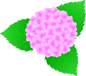 紫陽花のイラスト/ピンク色