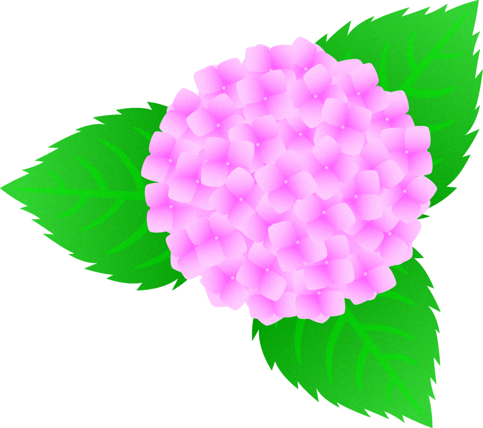 紫陽花のイラスト ピンク色 6月の花 季節 かわいいフリー素材 素材のプチッチ