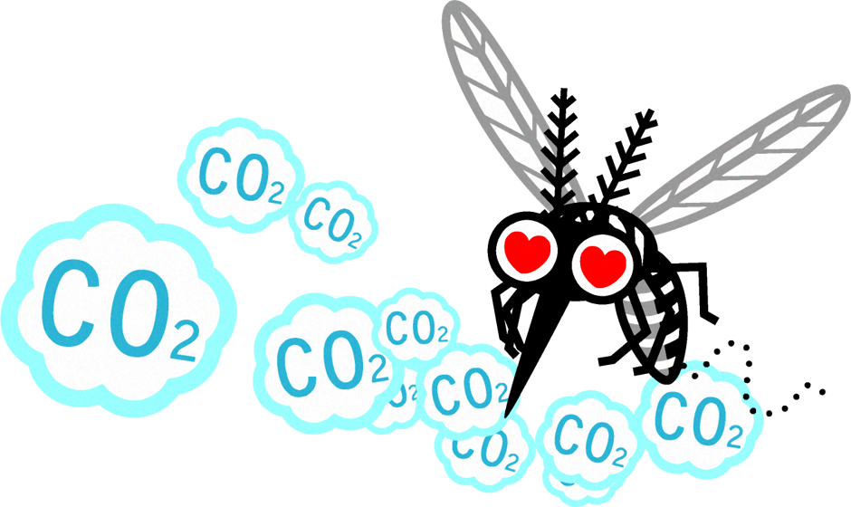 二酸化炭素に惹かれる蚊のイラスト 蚊 8月 季節 素材のプチッチ