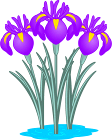 花菖蒲の花イラスト